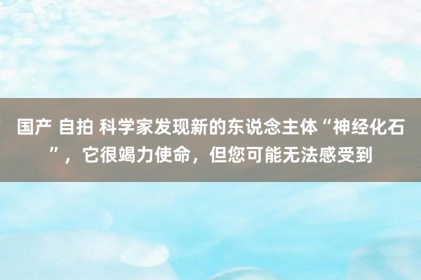 国产 自拍 科学家发现新的东说念主体“神经化石”，它很竭力使命，但您可能无法感受到