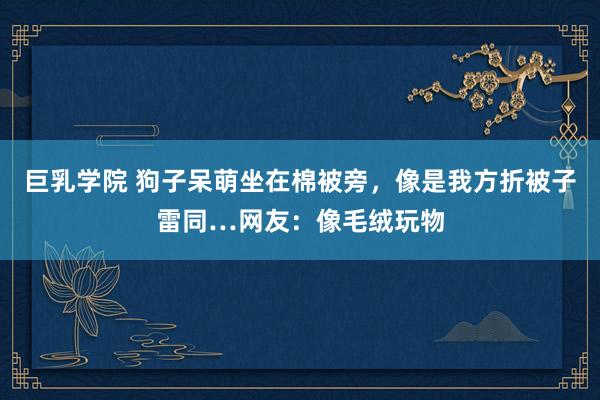 巨乳学院 狗子呆萌坐在棉被旁，像是我方折被子雷同…网友：像毛绒玩物